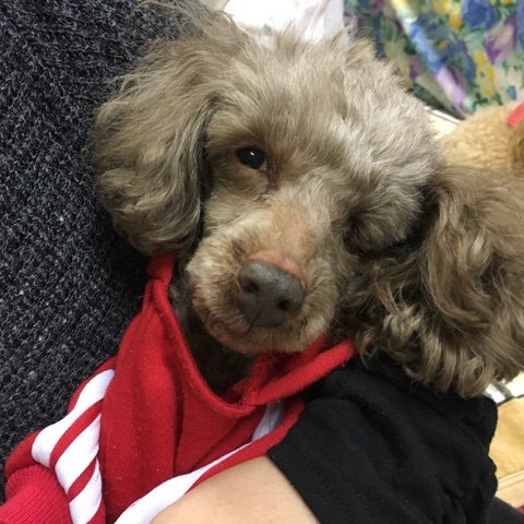 【今日の里帰りワンコ🐶パグの聆麿くん💕、トイプードルのだい君💕、トイプードルのらんらん💕】2018,2,18